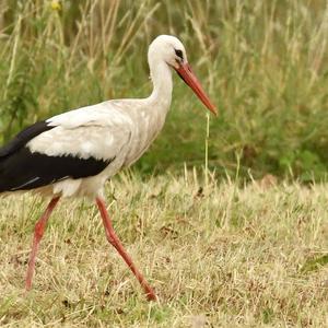 White Stork