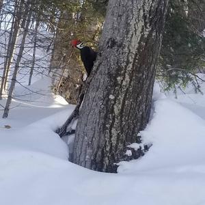 Pileated Woodpecker