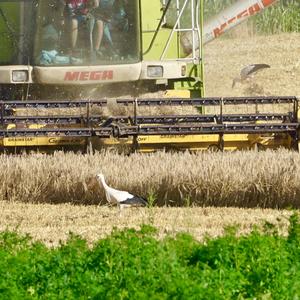 White Stork