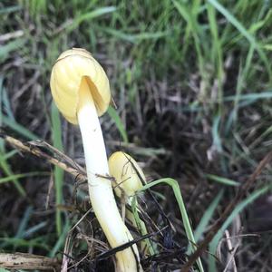 Yellow-stalked Mycena