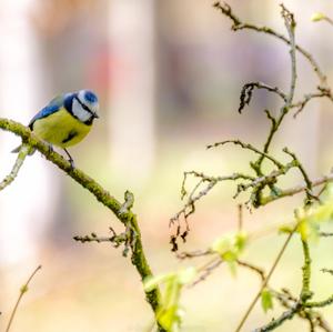 Blue Tit