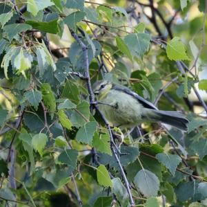 Blue Tit