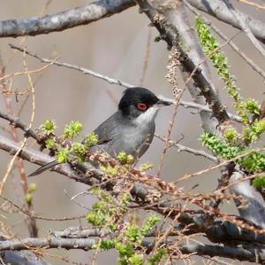 Sardinian Warbler