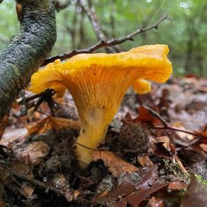 Chanterelle, Common