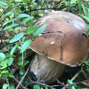 King Bolete