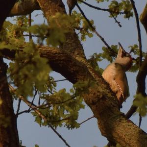 Eurasian Green Woodpecker