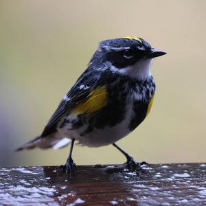 Yellow-rumped Warbler