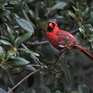 Northern Cardinal