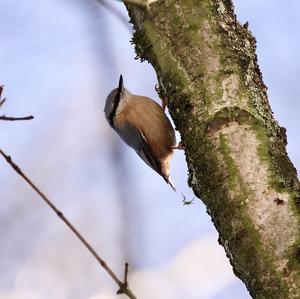 Wood Nuthatch