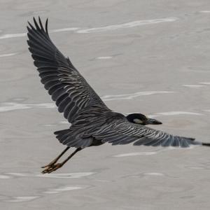 Yellow-crowned Night-heron