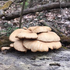 Oyster Mushroom