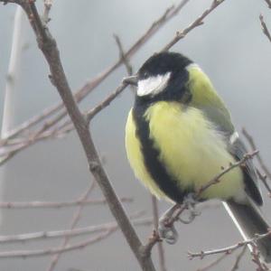 Great Tit