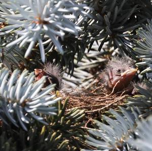 European Greenfinch