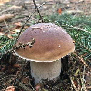 King Bolete