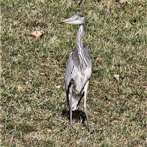 Grey Heron