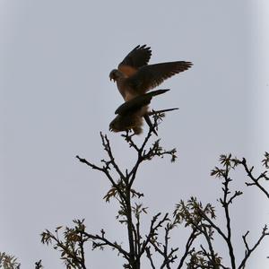 Common Kestrel