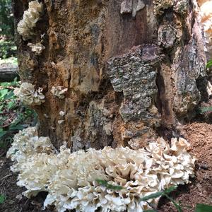 Eastern Cauliflower Mushroom