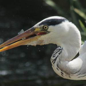 Grey Heron