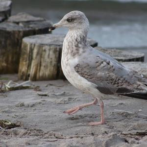 Herring Gull