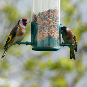 European Goldfinch