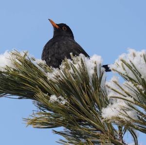 Eurasian Blackbird