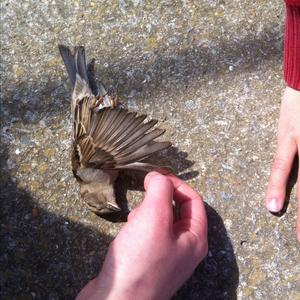 House Sparrow