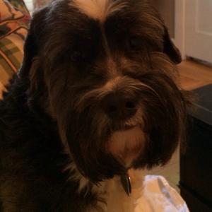 Tibetan Terrier