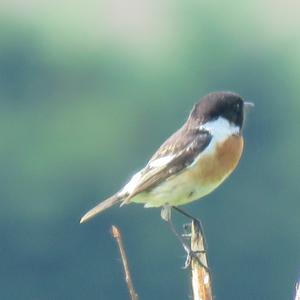 European stonechat