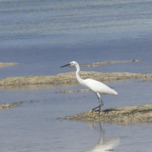 Little Egret