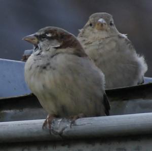 House Sparrow