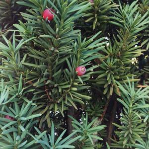 Yew (European)