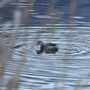 Little Grebe