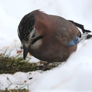 Eurasian Jay