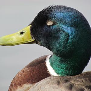 Mallard