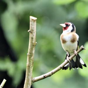 European Goldfinch