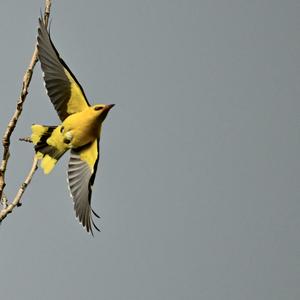 Eurasian Golden Oriole