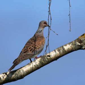 European Turtle-dove