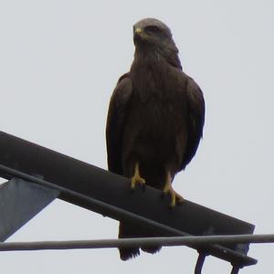 Black Kite