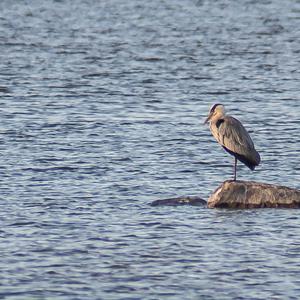 Grey Heron