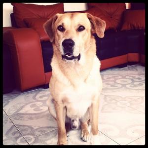 Unknown Breed