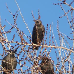 Common Starling