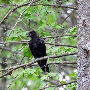 American Crow