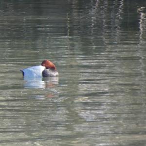 Common Pochard