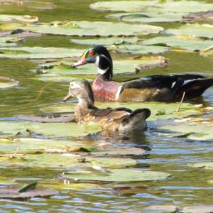 Wood Duck