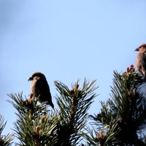 Red Crossbill