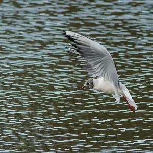 Black-headed Gull