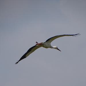 White Stork