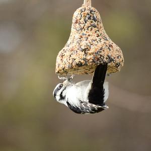 Downy Woodpecker