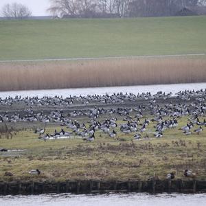 Barnacle Goose