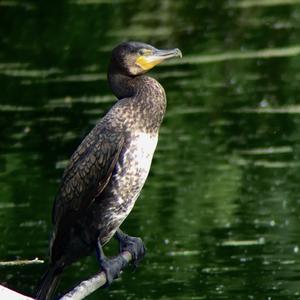 Great Cormorant